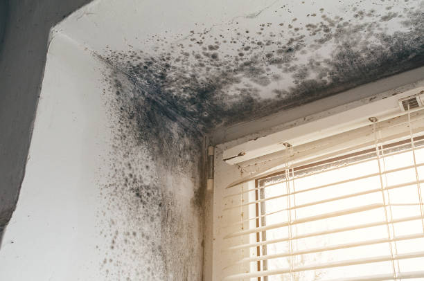 Affordable Attic Mold Remediation solutions in Sperryville, VA